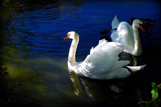 Swan Couple in October Light