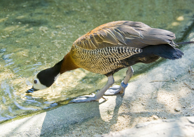 White-Faced Whistling Duck (Dendrocygna viduata) at Jersey Zoo