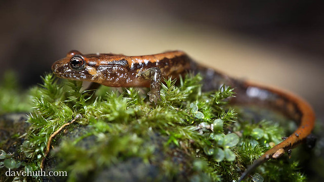 Dusky Salamander (Desmognathus) on moss clump