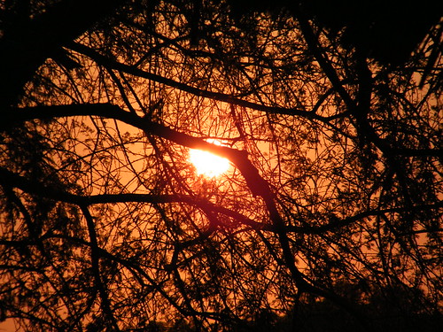 Dawn in savanna | by the_crow_19_78
