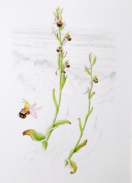 bee orchids at Ynyslas