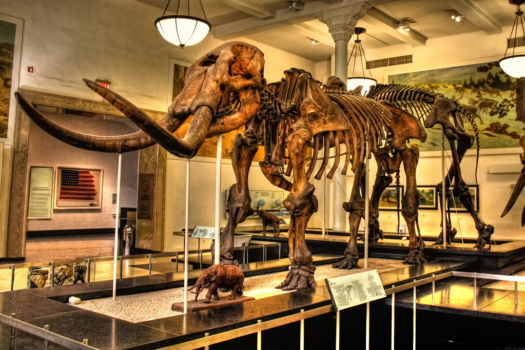 New York City USA - American Museum of Natural History - Milstein Hall of Advanced Mammals - Mammut americanum 03
