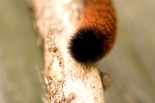 brown black fuzzy caterpillar bandedwoolybear