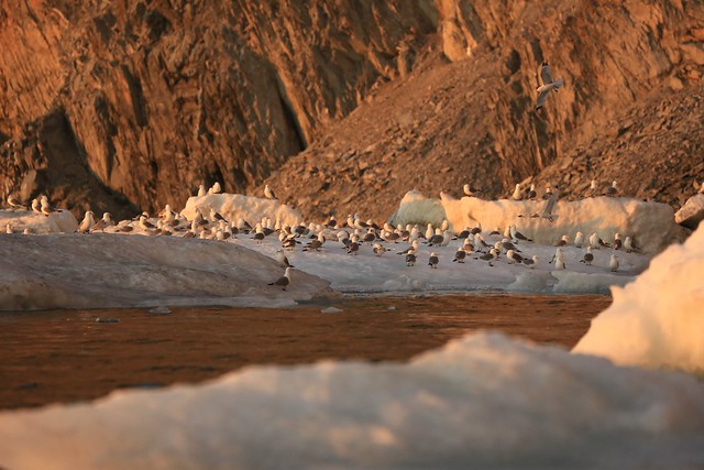 Gulls on Sea Ice and Birding Cliffs Landscape Wrangel Island UNESCO World Heritage Site Russia