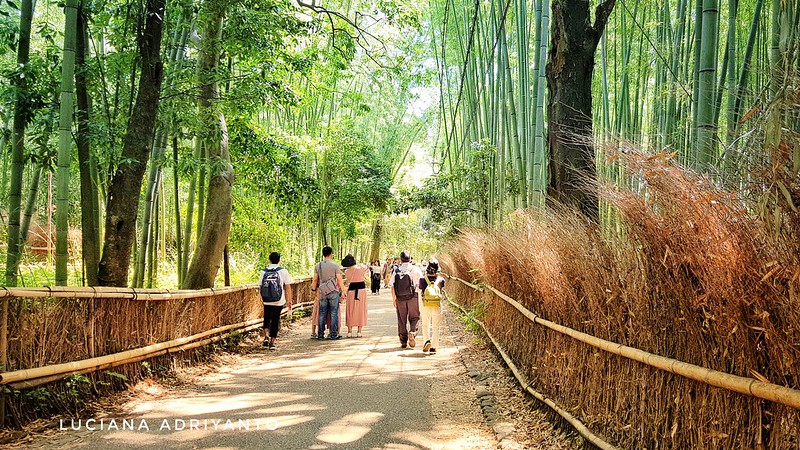 Arashiyama Bamboo Forest Kyoto, June 3, 2018  Japan Trip, 1-3 June 2018