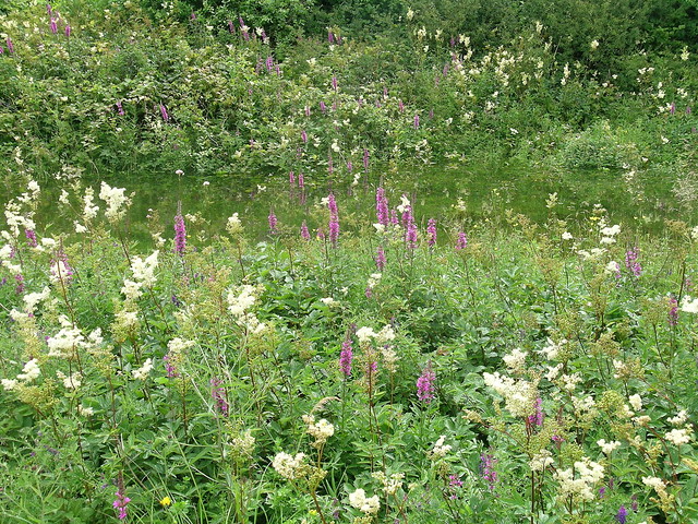 Callows purple loosestrife and meadowsweet tall herbs. Photo by Micheline Sheehy Skefffington.