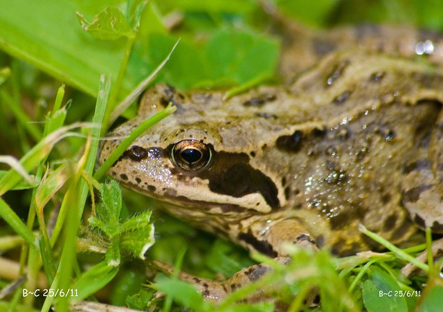 European Common Brown Frog (Rana temporaria)