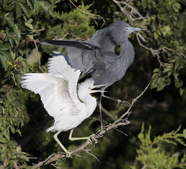 Little Blue Heron adult and hungry chick
