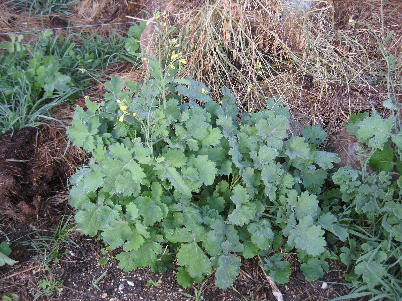 Mediterranean cabbage (Brassica fruticulosa)