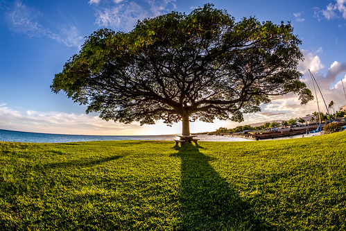 ocean sunset tree hawaii oahu bluesky bigtree hickamafb canonef15mmf28fisheye markpayton fosterpoint hickamharbor canon5dmkiii missoulaphotographer markpaytonphotography