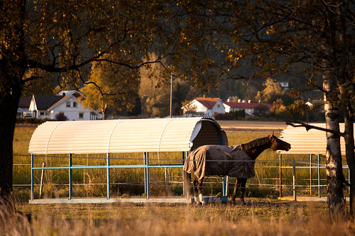 pictures camera sunset horse beautiful norway digital canon photography photo europe exposure raw image contest competition images best explore getty scandinavia nilsen gettyimages 2012 sandisk jostein iso500 explored canonef24105mmf4lisusm canoneos5dmarkii 5dmk2 canon5dmarkii josteinnilsen lensblr photographersontumblr