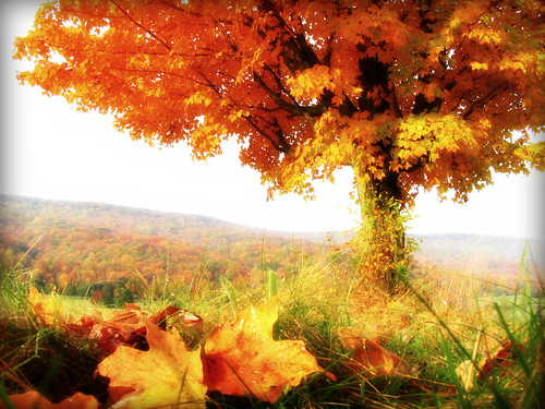 autumn ny newyork fall fb asp alleganystatepark quakerlake cattarauguscounty