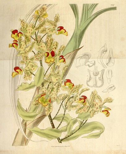 n155_w1150 | Curtis's botanical magazine.. London ;New York … | Flickr