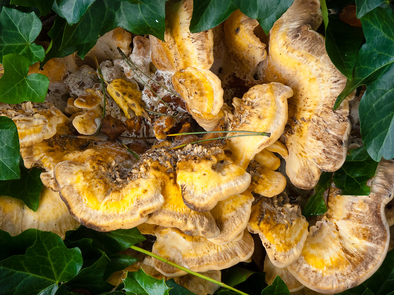 Fungus growing round the base of a tree