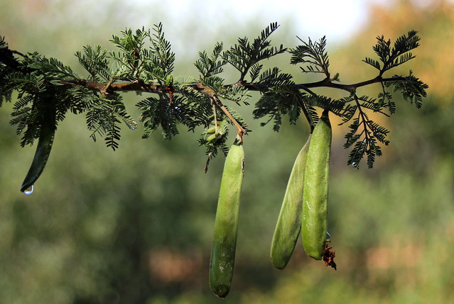 Acacia reficiens (red-thorn), pods with water droplets