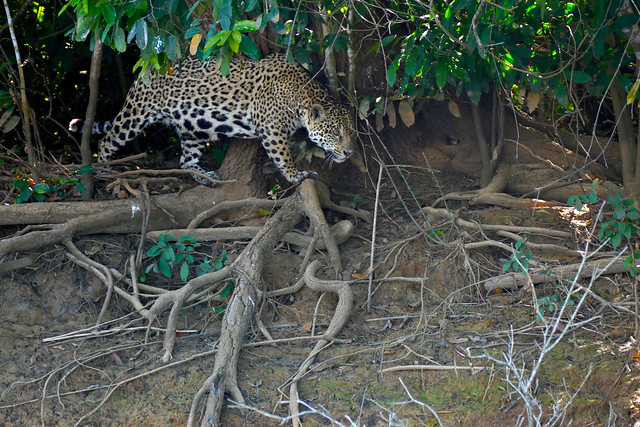 Jaguar (Panthera onca) female walking on the river bank ...