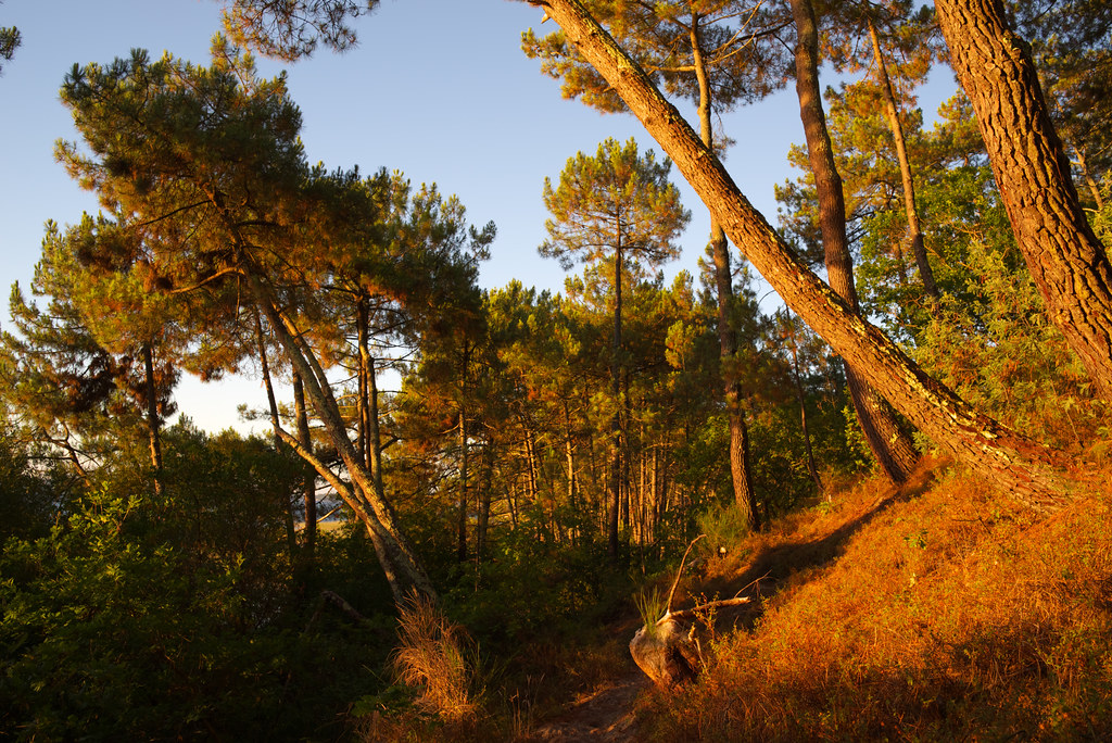 Pinède La pinède 2 | petit matin | Zygonyx | Flickr