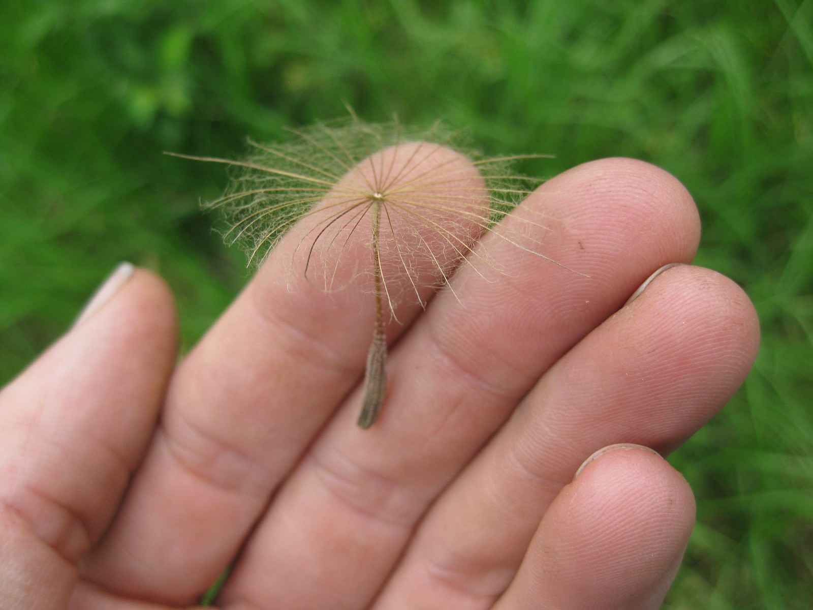salsify seed