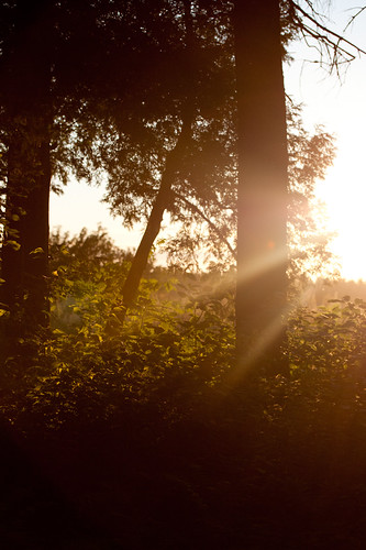 The Evening by Bloui, trees light sunset summer sun sunlight july fields contrejour 2012 lacstjean métabetchouan rebelxti