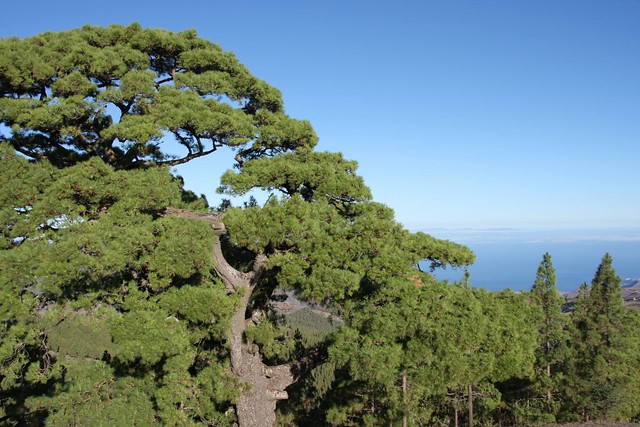 Fotos Mirador de La Caldera de Los Pinos de Gáldar Gran Canaria