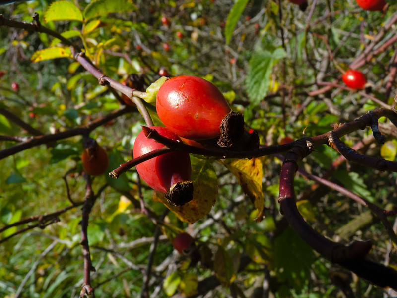 Rose hips