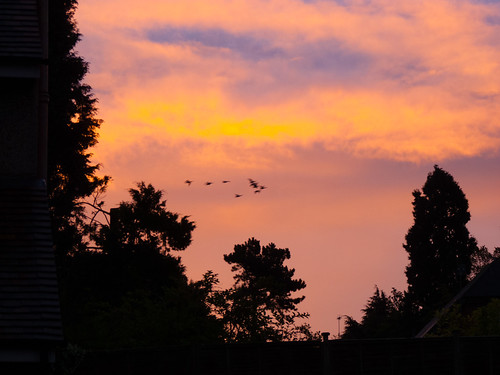Vivid September dawn with flying geese