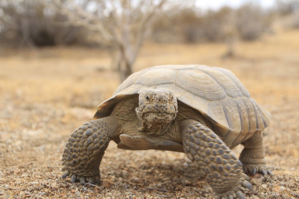 Mojave desert