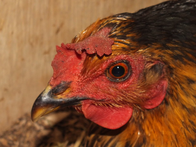 Chicken (Gallus domesticus) female portrait