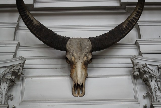 Animal skull in Calke Abbey