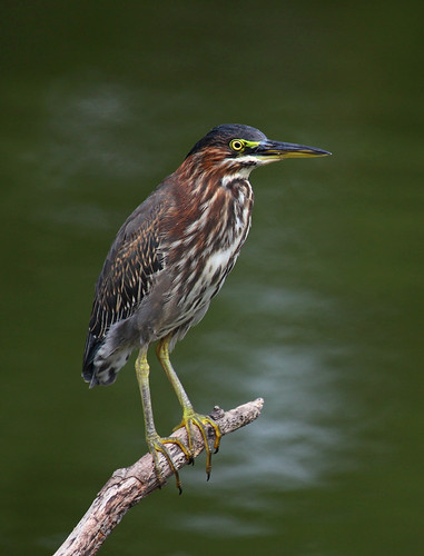 IMG_4103aps by soccersc(Jim Allen), Little Green Heron  (Butorides virescens)     bird birds wildlife ngc charlestonsc interiordesign wa