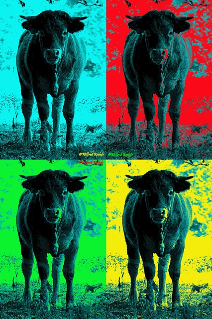 pop art koe