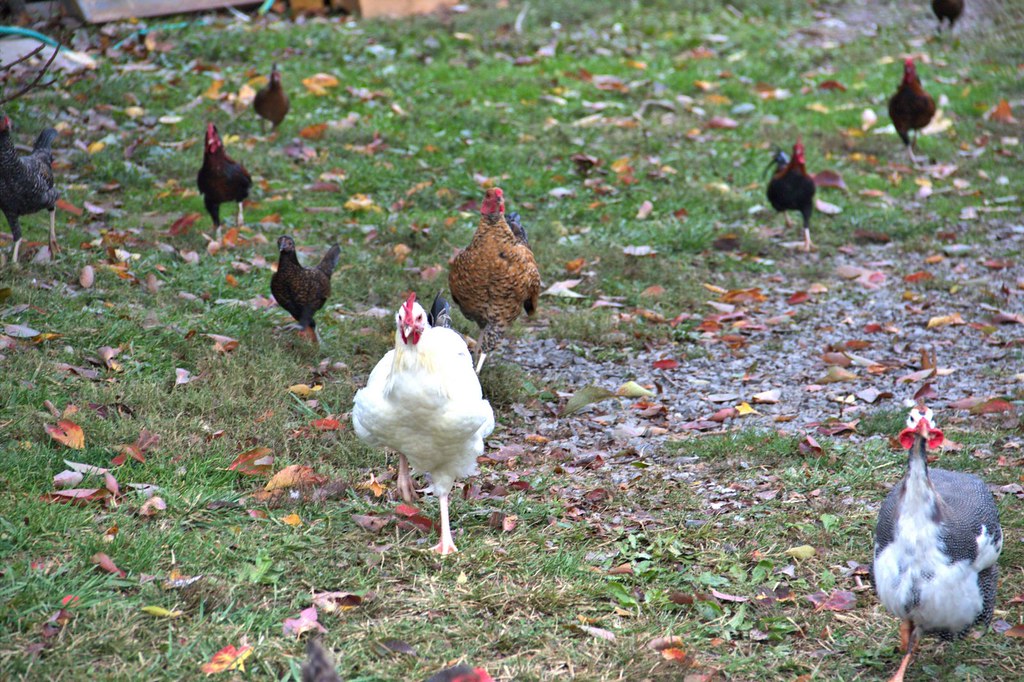 William Riley Chicken Chickens |