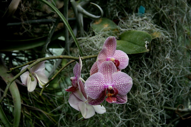 The Orchid Room