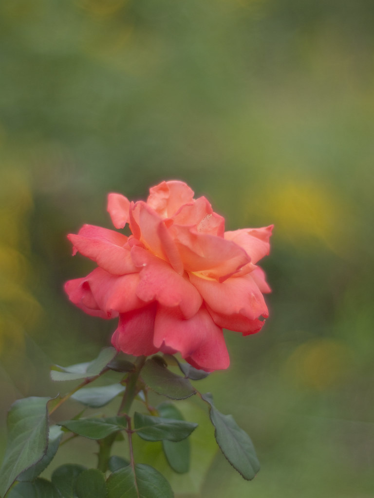 Rose Christopher Columbus At Oji Rose Garden 2012 Au Flickr