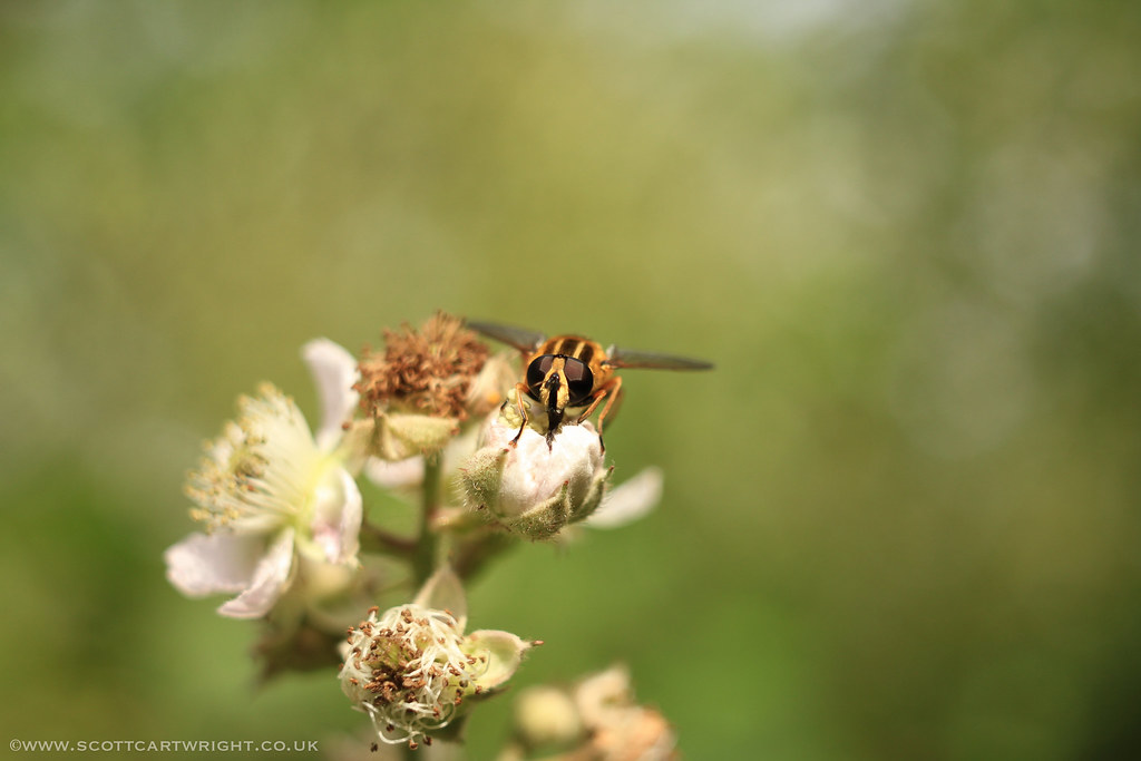 Hoverfly On Flower