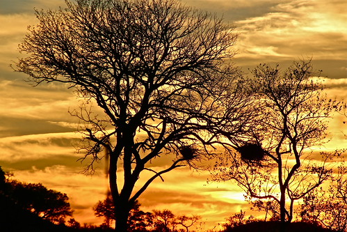 Sunset, Kruger Park, Lowveld Ehlanzeni, South Africa by Globe Addict,