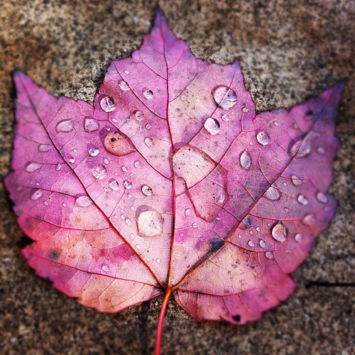 Leaf Sequins | by Lovesvanhalen