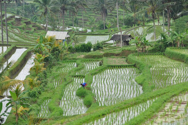 Rice fields in Jatiluwih   Bali