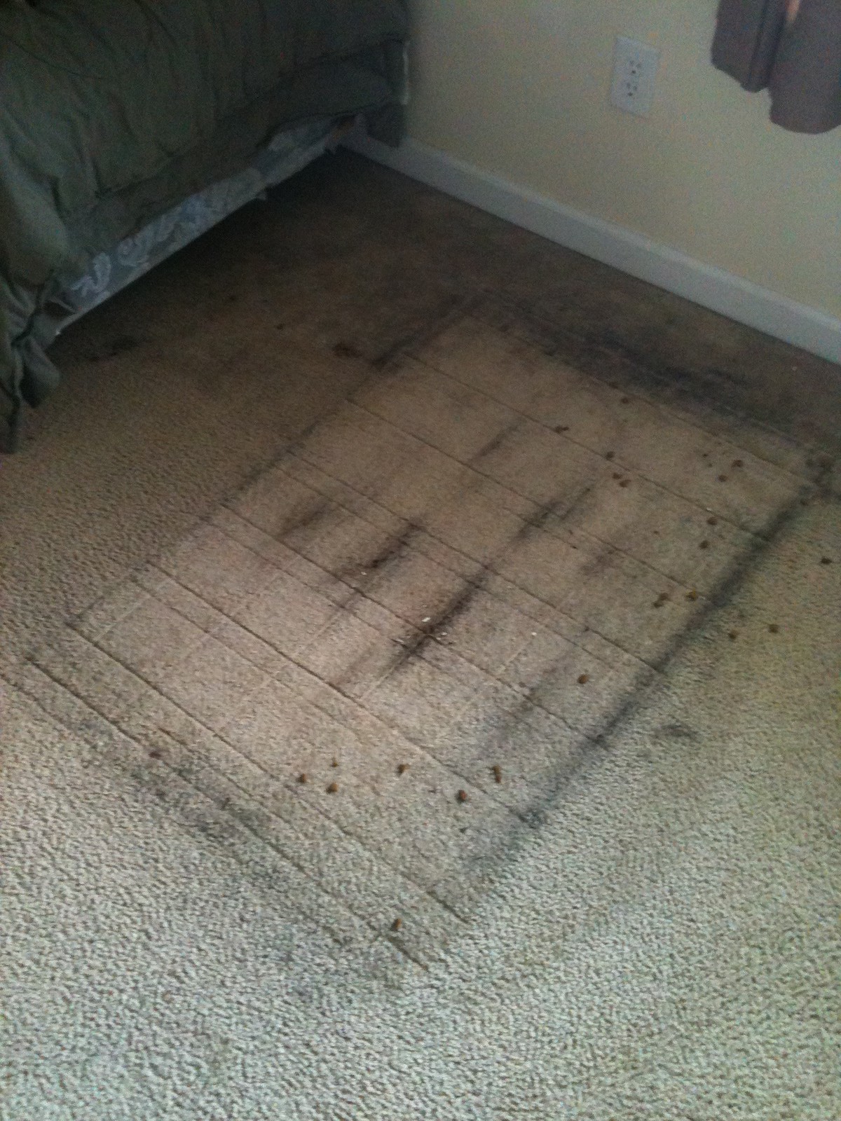 Charlotte Carpet Cleaning - CitruSolution - 704-677-5903