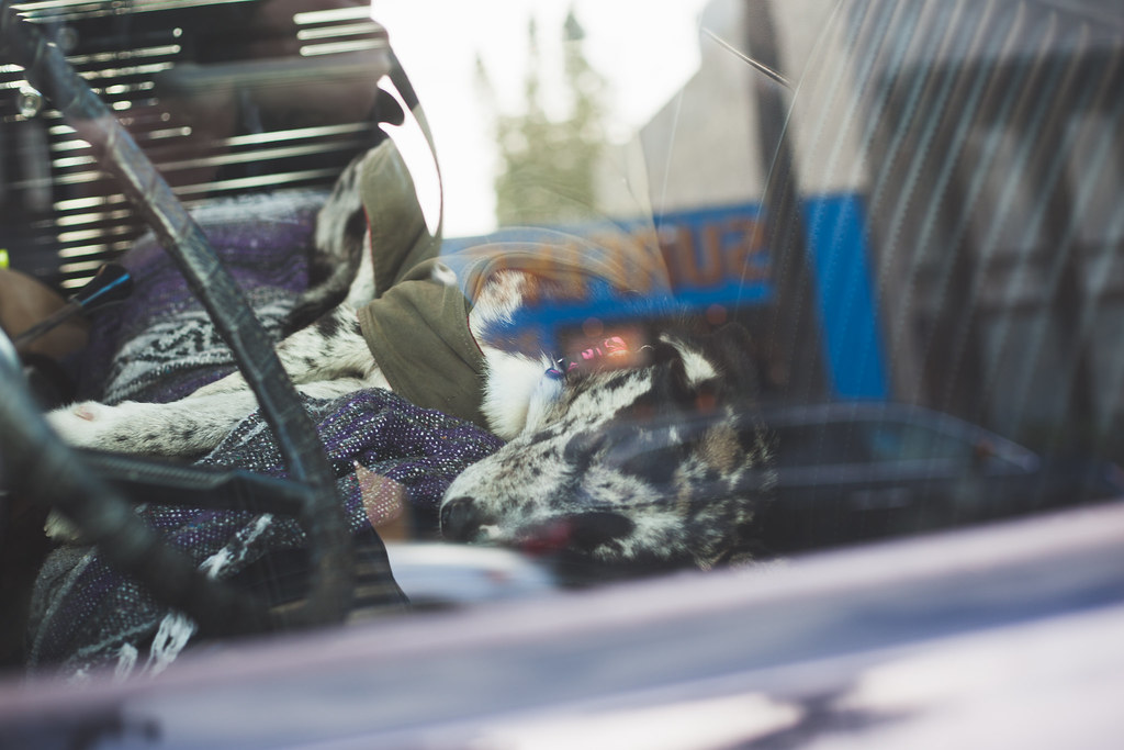 Speckled cattle dog in a green jacket sleeping on woven blankets beside the steering wheel.