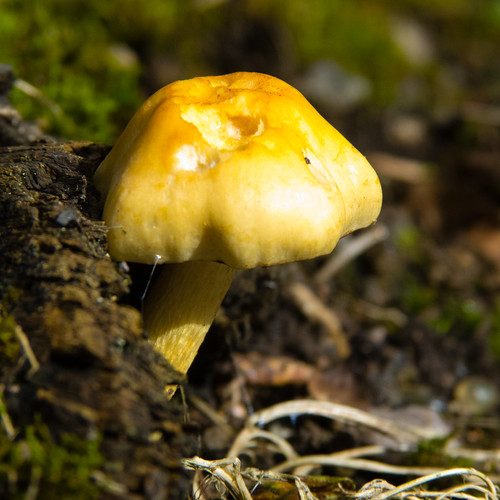 Sulfur tuft mushrooms newly emerged