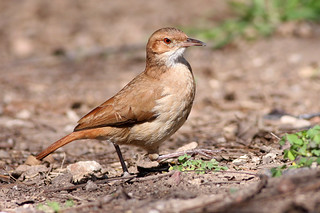 Rufous Hornero (Furnarius rufus)