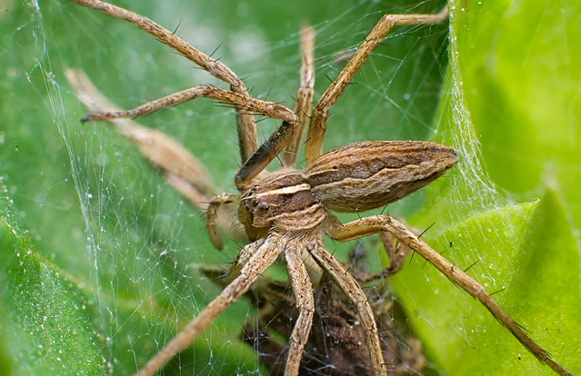 Örümcek (Spider - El Nikkor 50mm Test)