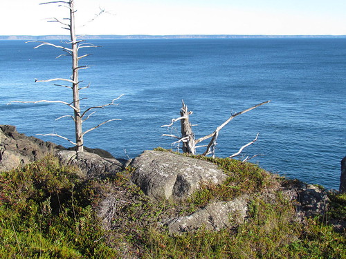 Boot Head Preserve | by VW Beetle
