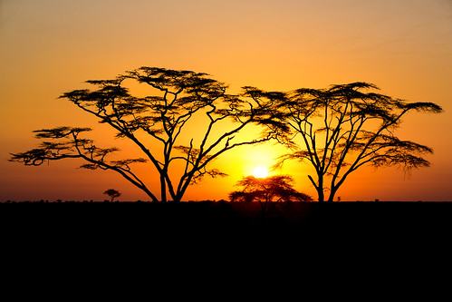 africa sunrise landscape tanzania mara serengeti acacia acaciatree