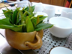 Mucha Tie Guan Yin tea leaves