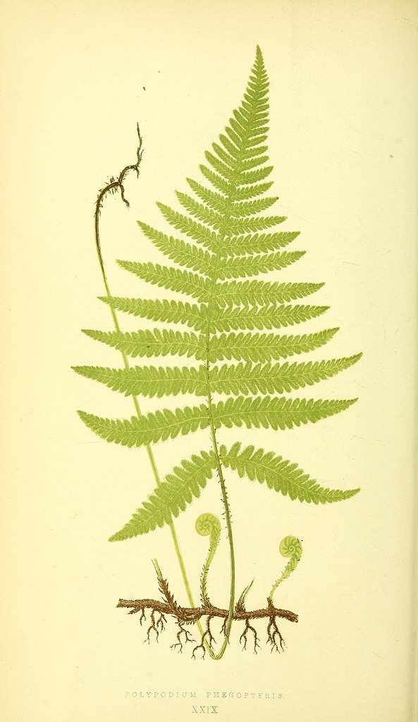 n167_w1150 | Ferns: British and exotic.... London,Groombridg… | Flickr