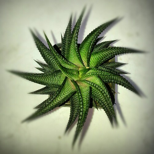 #koolplant @koolplant #cactus #cactusflowers #espinas #suculentas #desierto #succulent #succulents #cactusofinstagram #instacactus #cactusflowers #cactusgram #espiral #twister #verde #green #valledupar #colombia #vallenato #galaxynoteII #galaxy #samsung # | by melquisedecmomo