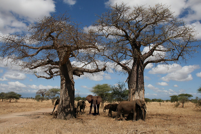 Famiglia tra baobab - Serengheti