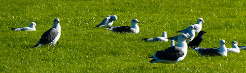 Mixed flock of gulls with a jackdaw